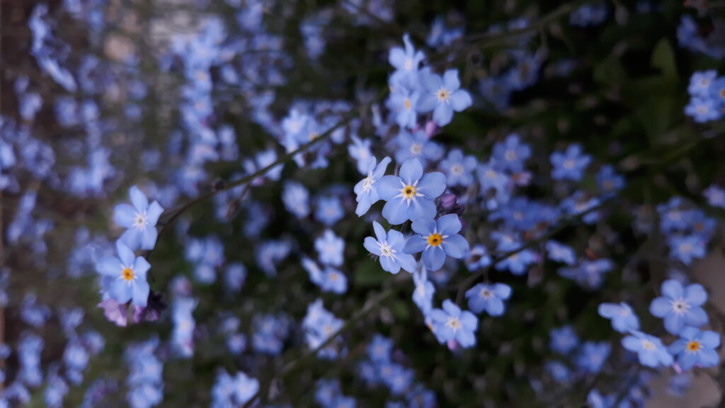 myosotis, flower, forget me not, garden, gardening,